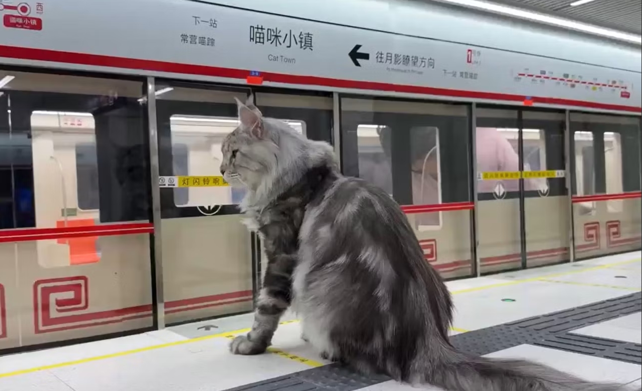 Порно пайда болды және енгізілді