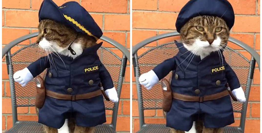 кошка полицейский