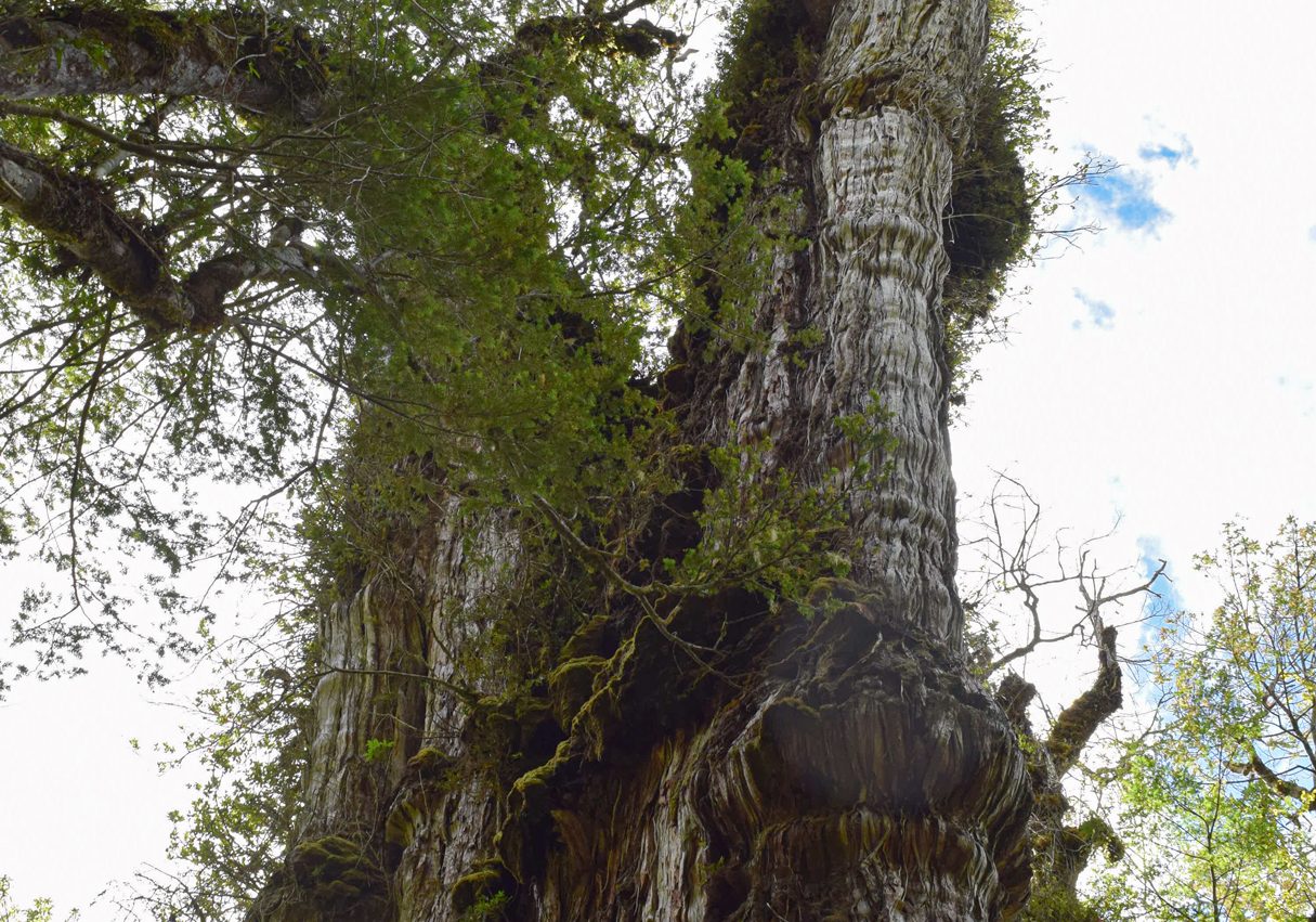Cuál es el árbol más antiguo del mundo